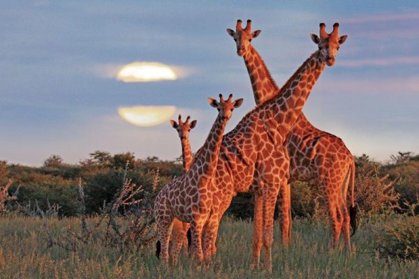 Giraffen mögen warmes Wetter