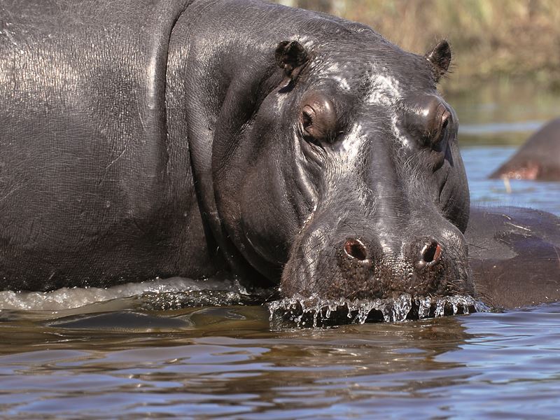 Nilpferd in Botswana