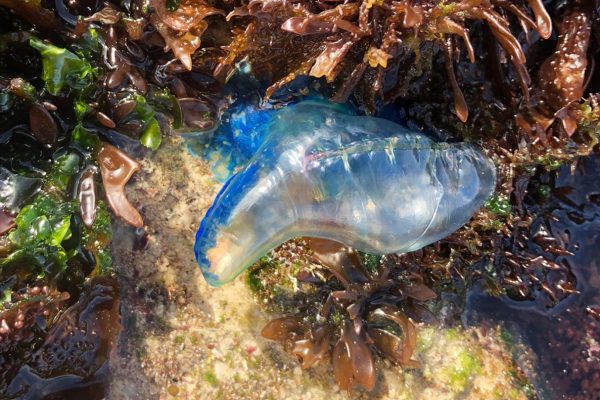 Merkwürdige blaue Qualle im de Hoop marinen Naturschutzgebiet