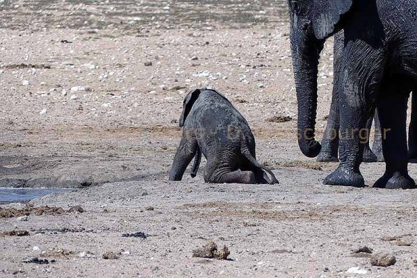 Elefanten Baby im Etosha Nationalpark