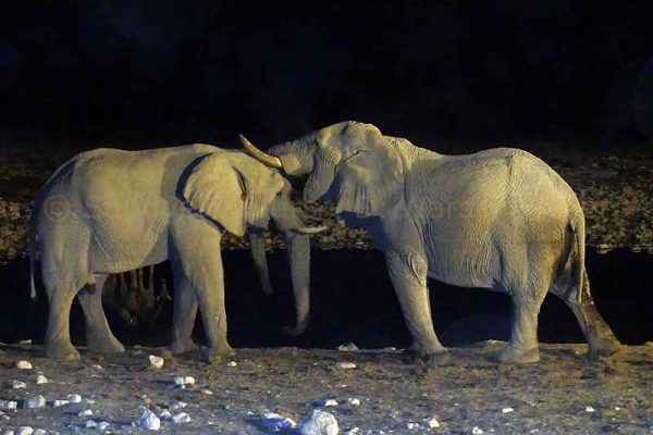 Zwei schmusende Elefanten am Wasserloch in Etosha Nationalpark