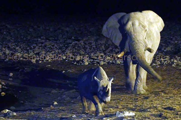 Nashorn und Elefant in Etosha