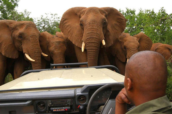 Elefanten umringen das Safari Fahrzeug