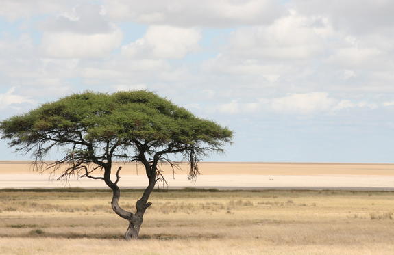 etosha-pfanne