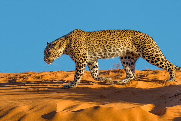 Leopard auf einer Wüstendüne im Kgalagadi in Südafrika