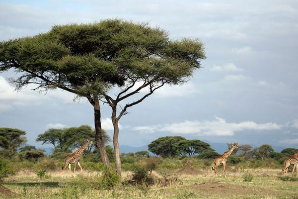 Die Nkorho Landschaft