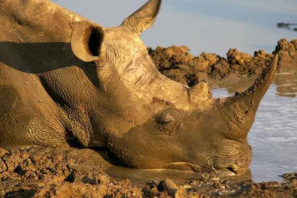 Ein sehr enstpanntes Nashorn am Wasserloch in Südafrika