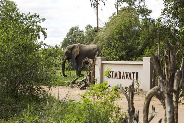 Ein Elefant besucht das Eingangstor der Simbavati River Lodge