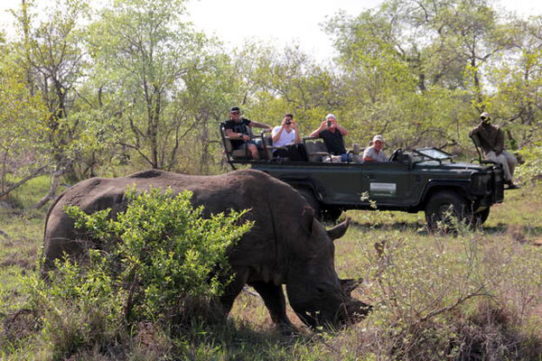 Eine Safari Gruppe beobachtet ein Nashorn vom offenen Jeep aus