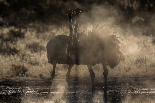 Ein straußenpaar in Südafrika fotografiert