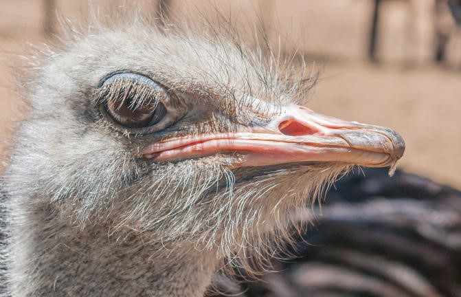 Auge in Auge mit dem Straussenvogel