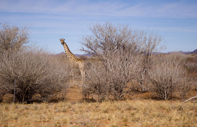 Giraffe in Kamanjab