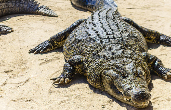 Krokodil in Namibia