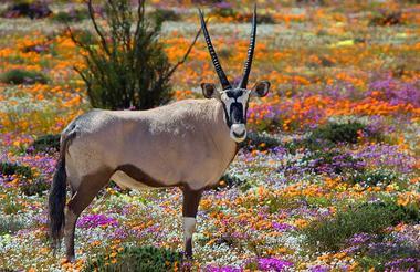 Naries Namakwa Retreat im Blumenmeer Namaqualand